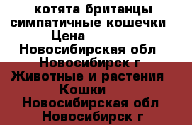 котята британцы:симпатичные кошечки › Цена ­ 2 000 - Новосибирская обл., Новосибирск г. Животные и растения » Кошки   . Новосибирская обл.,Новосибирск г.